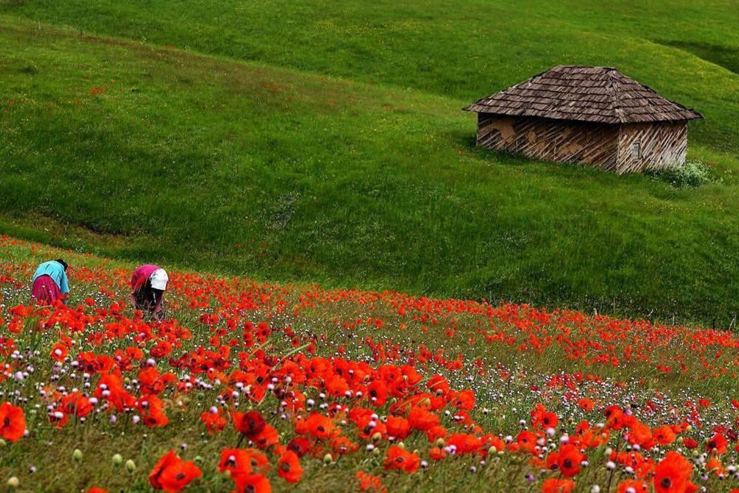 بهترین جای شمال برای مسافرت در تابستان